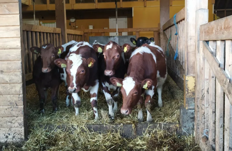 Bærekraftig utnyttelse av løvtre til strø for husdyr Bærekraftig utnyttelse av løvtre til strø for husdyr