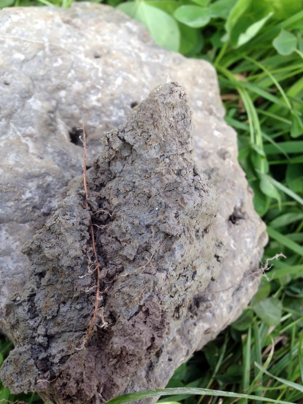 Planterøtter Foto Reidun Jord der planterøttene kan vokse dypt og jorda kan ta opp i seg mer vann er mer robust. (Foto: Reidun Pommeresche)