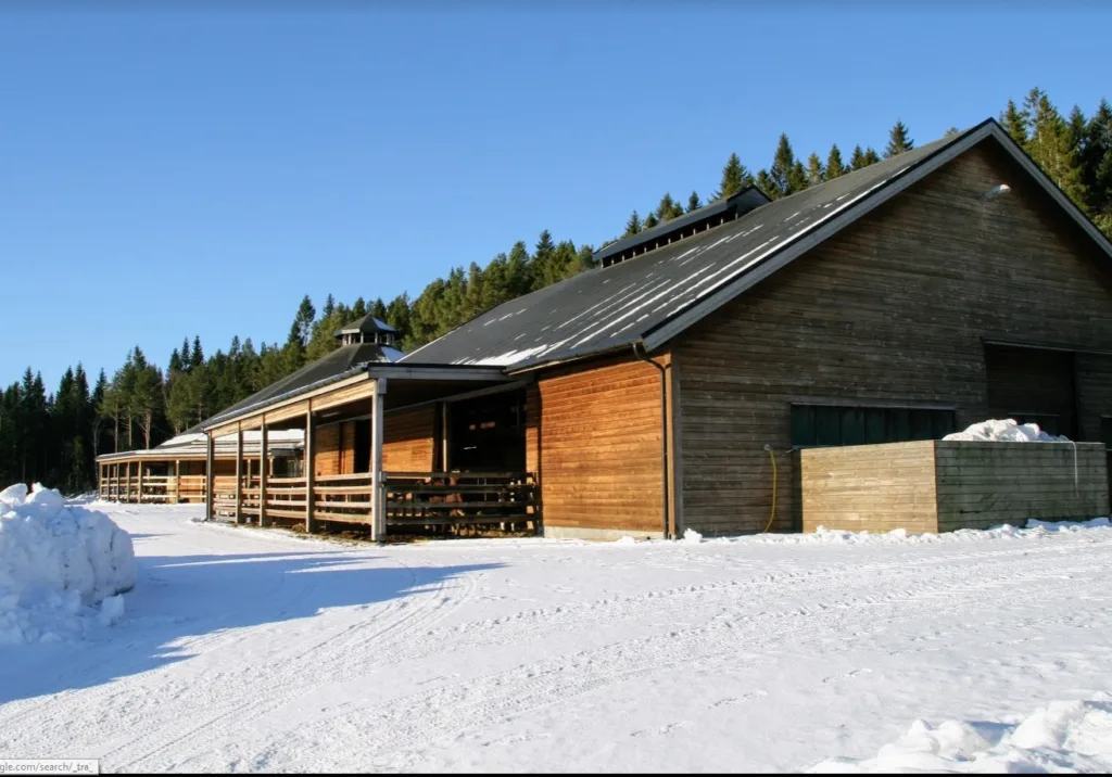Fjøset Tingvoll Gard Driftsbygningen på Tingvoll gard (Foto: Maria Berg Hestad)