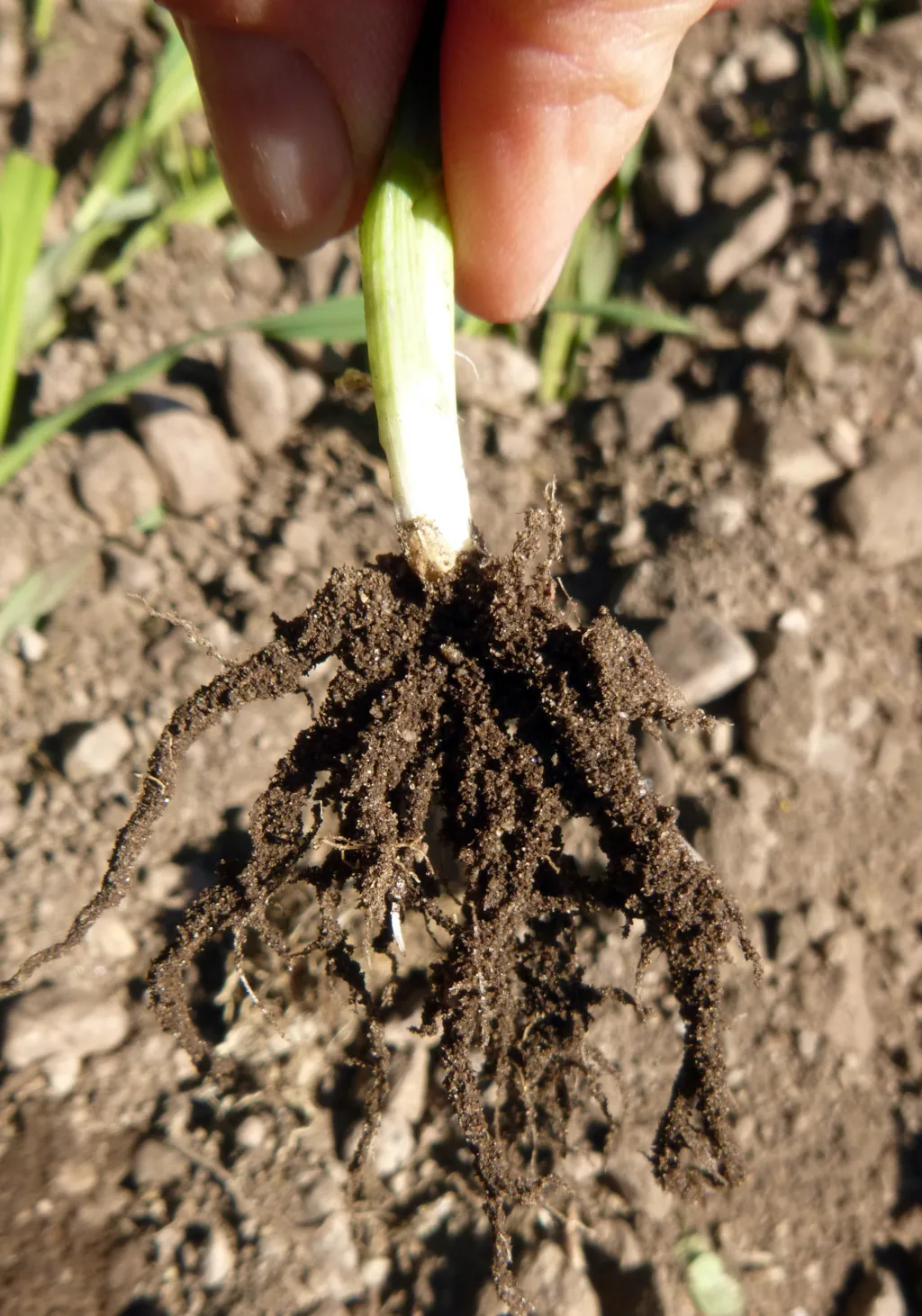 Roteksudater Foto Rp Planterøtter skiller ut ulike roteksudater som sammen med jordliv danner jordaggregater som en slags «jordpels» på røttene (Foto: Reidun Pommereche)
