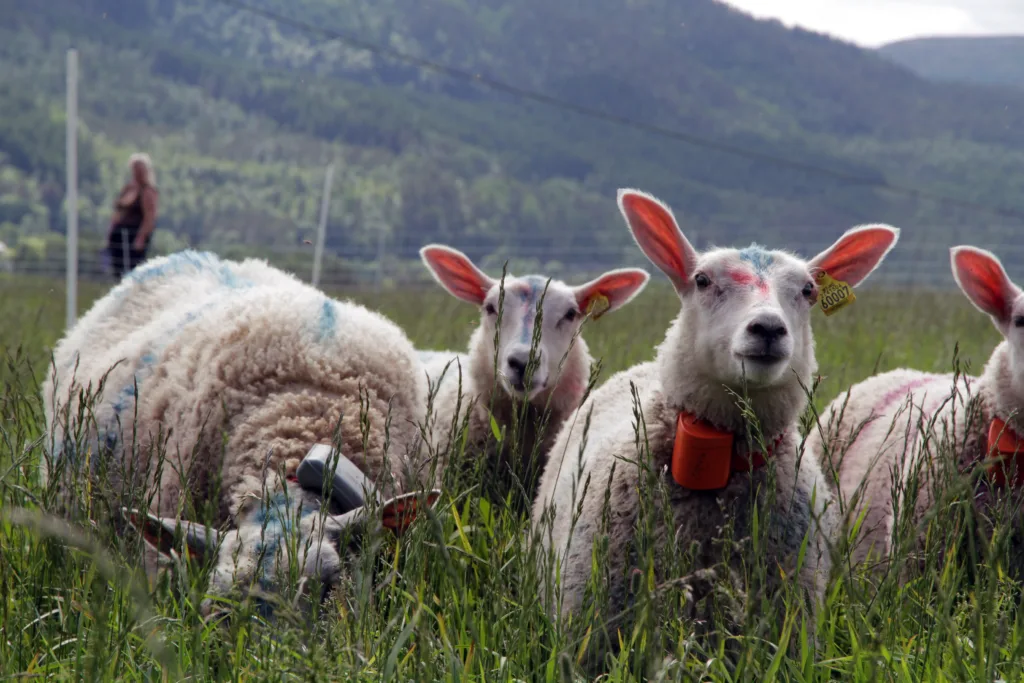 Sau Med S Gps Allereie no er det system med GPS-sporing av husdyr på utmarksbeite, men ved NORSØK arbeider ein med prosjekt der ein også skal kunne overvake helsa til dyra (Foto: Anita Land)