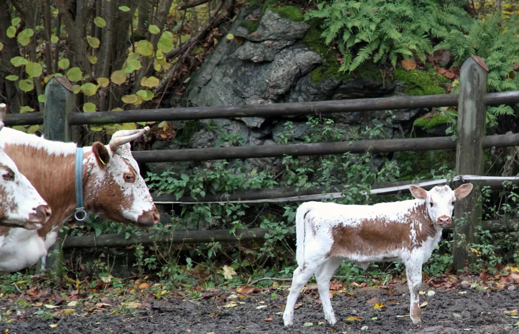 Anita Land 0161 Ku Og Kalv Forskarane vil ta i bruk digital overvaking for å få betre styring av sambeite ku og kalv i mjølkeproduksjon. (Foto: Anita Land)