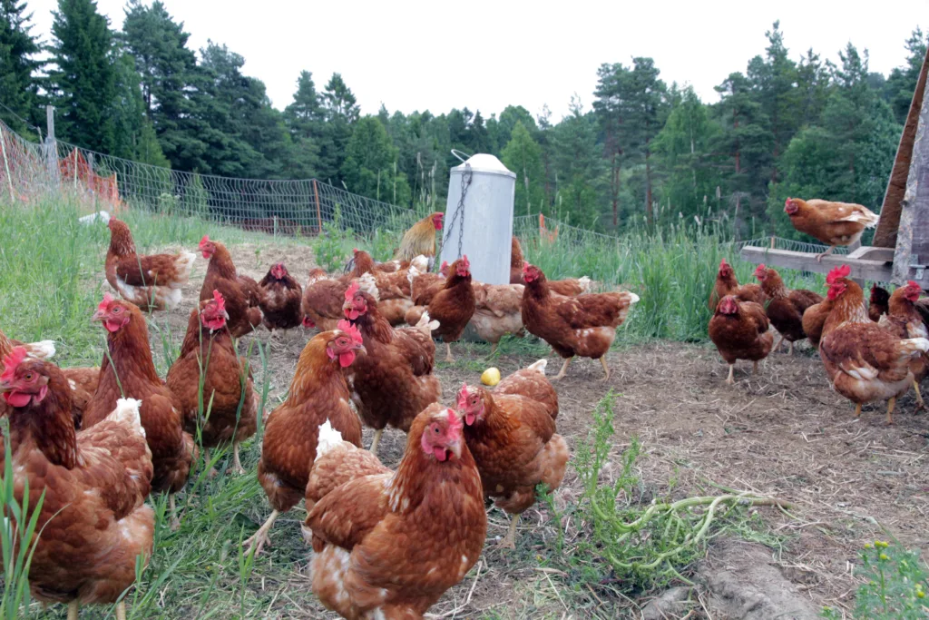 Img 1326 Høner Foto Al Kyllingar og høns si naturlege åtferd er å sparke i jorda og nappe insekt. (Foto: Anita Land)