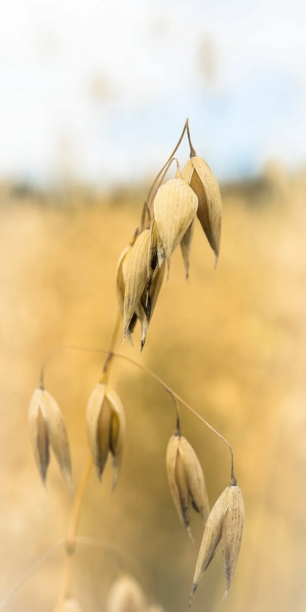 Matkorn Verdikjede 2 Matkorn Verdikjede 2 (Foto: Debio)