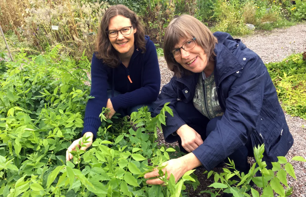 Randi F Berland Og Sissel Hansen Foto Anita Land Forskerene Randi Berland Frøseth og Sissel Hansen har sett på hvordan en kan bedre jordfruktbarheten i økologisk jordbruk og samtidig redusere tap av nitrogen til miljøet. (Foto: Anita Land)