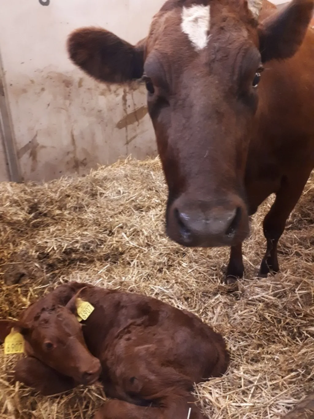 Smart Calf Care Ii Ku og kalv som deltar i forsøket hos Senter for husdyrforsøk. Her i kalvebingen før de blir introdusert til SmartCalfCare. (Foto: Julie Johnsen)