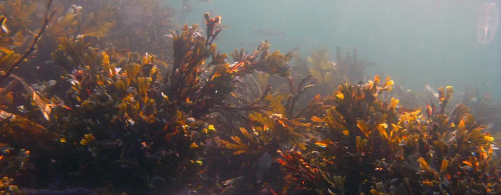 Restorming Tang og tare kan brukes til gjødsel (Foto: Annelise Chapman)
