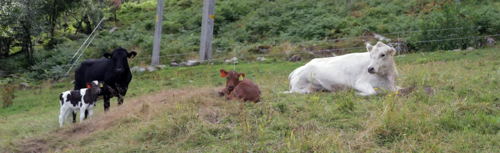 Ku Kalv Foto Anita Land At kalven får gå sammen med kua lengst mulig er god dyrevelferd, men hvordan få det til? (Foto: Anita Land)
