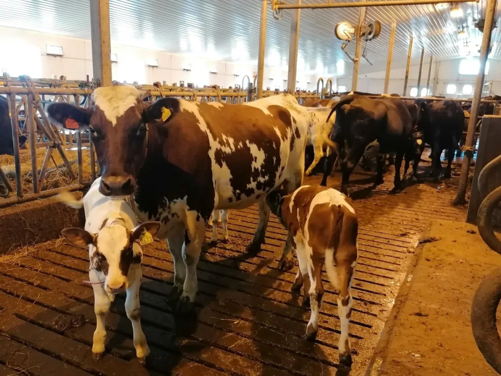 Digi Derm artikkelbilde Digi Derm artikkelbilde