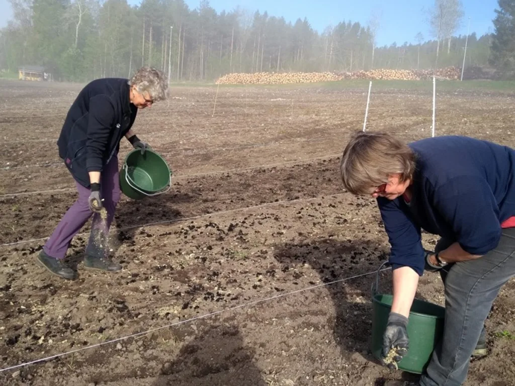 Gjødsling Med Fiskegjødsel I Feltforsøk Gjødsling med fiskegjødsel i forsøksfelt.