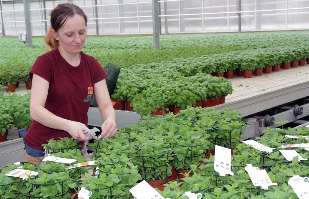 Økologisk Urter I Drivhus Foto A Land Img 0684 Urter i plastpotter er et populært økologisk produkt, hvor det går med mye veksttorv til jordblandinger i pottene. Kan plastpotter og torv erstattes med mer miljøvennlige materialer? (Foto: Anita Land)
