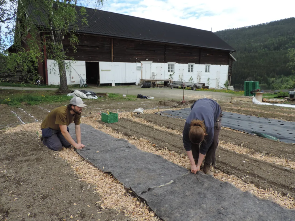 Artikkel Ulldekke Uttesting av ullfiltdekke i markedshagen Grønt frå Rindal (Foto: Kirsty McKinnon)