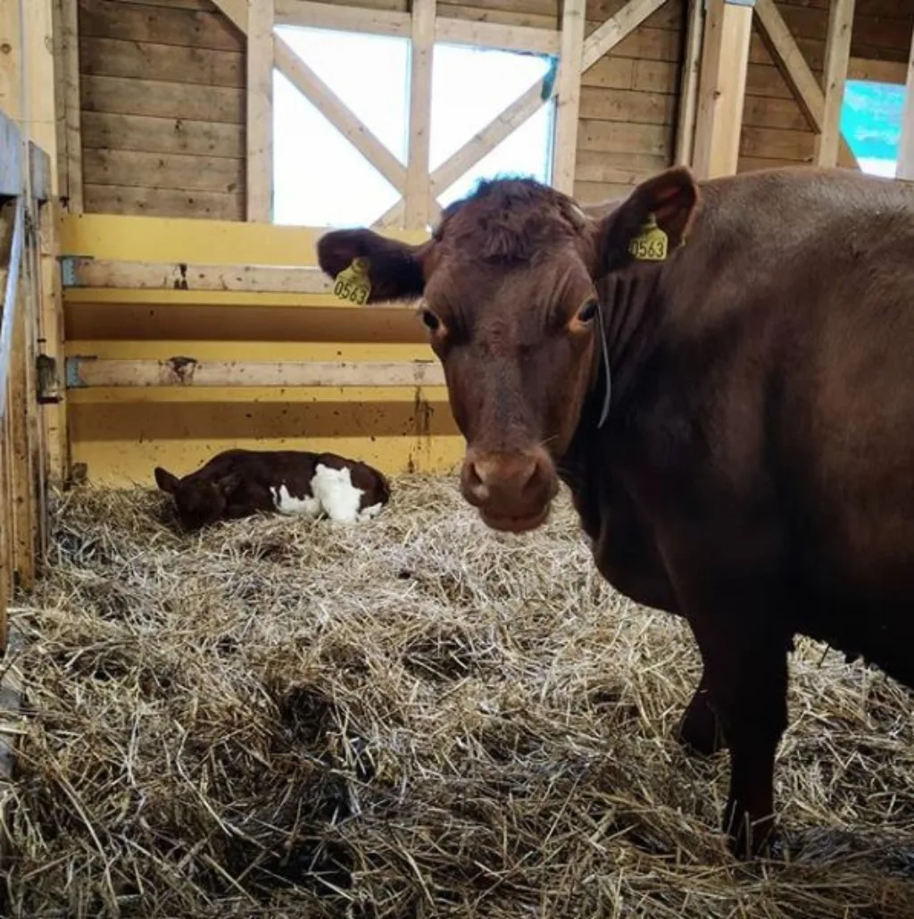Mor Passer På Mor er årvåken og passer godt på når fotografen nærmer seg (Foto: Juni Rosann E. Johanssen)