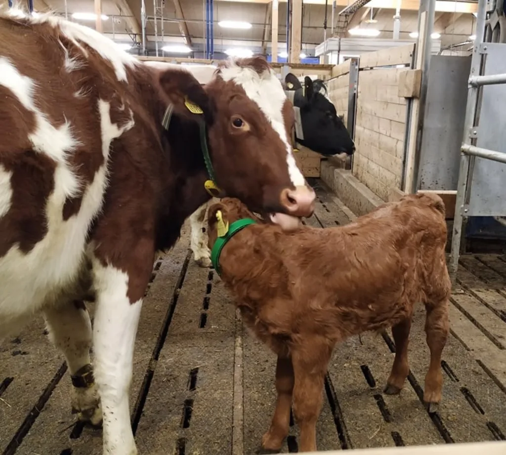 Stell I Fjøset Stell i fjøset. Kua slikker kalven sin i vedlferdsavdelingen i et løsdriftsfjøs. (Foto: Juni Rosann E. Johanssen)