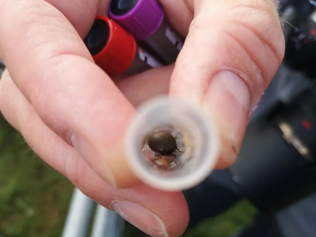 2020 06 30 09 13 34 Flått funnet på sau