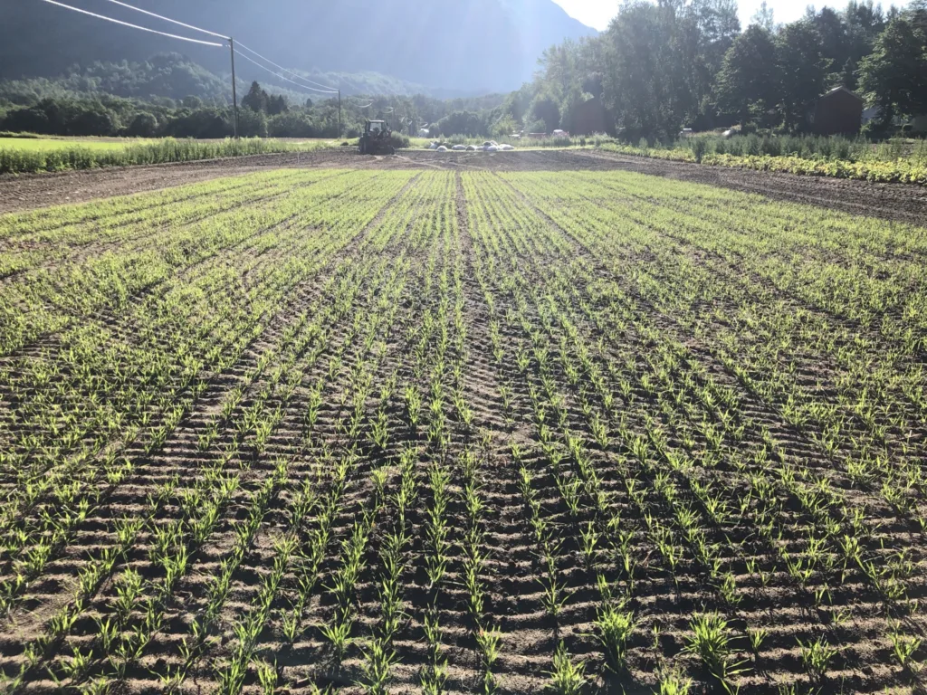 IMG 5842 Vinterrug som dekke etter høsting av tidlig potet. (Foto: Tatiana Rittl)