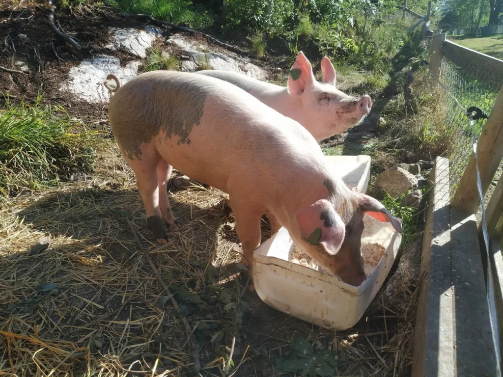 Gr Organic pigs at Tingvoll gard (Foto: Rosann Johanssen)
