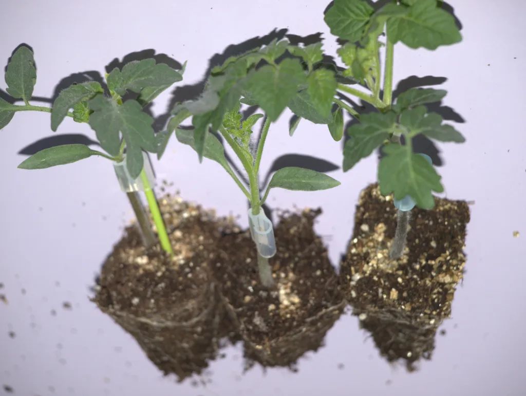 Podet Tomater Grønnpoding kan bli vanlig i framtida. (Foto: Susanne Friis Pedersen)