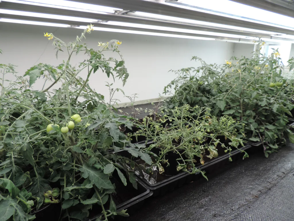 Tomatplanter Skadd Av Klopyralholdig Gjødsel Tomatplantene i det midterste brettet er sterkt skadet etter tilførsel av klopyralidholdig gjødsel. (Foto: Kirsty McKinnon)