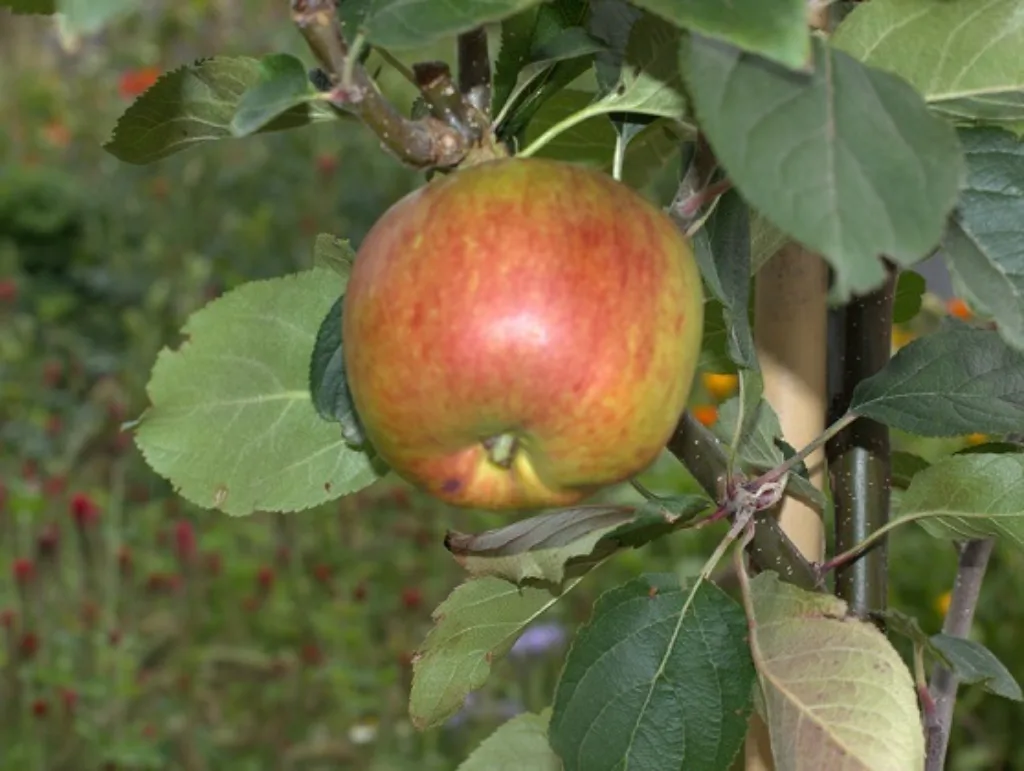 Eple Pressede epler blir deilig eplejuice! (Foto: Susanne Friis Pedersen)