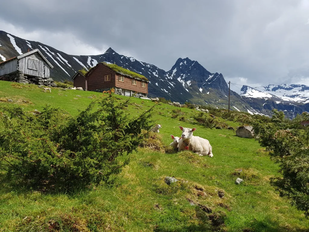 Sau pa beite Sau pa beite (Foto: Rose Bergslid)