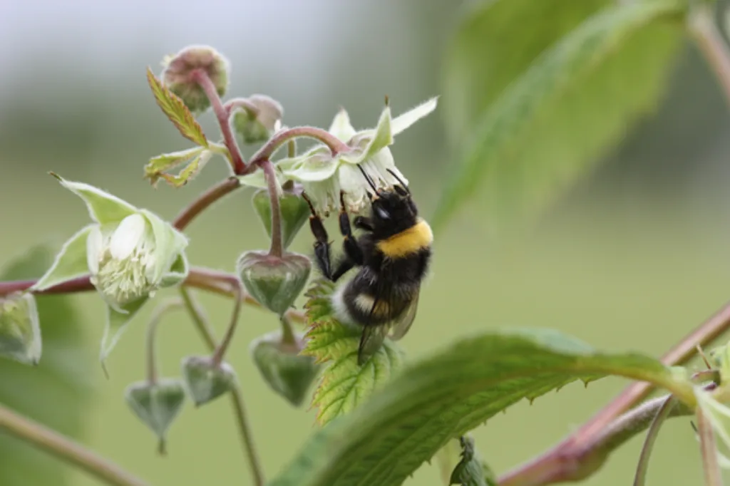 Beespoke Avsnitt Jordhumle som pollinerer en bringebærblomst (Foto: Atle Wibe)