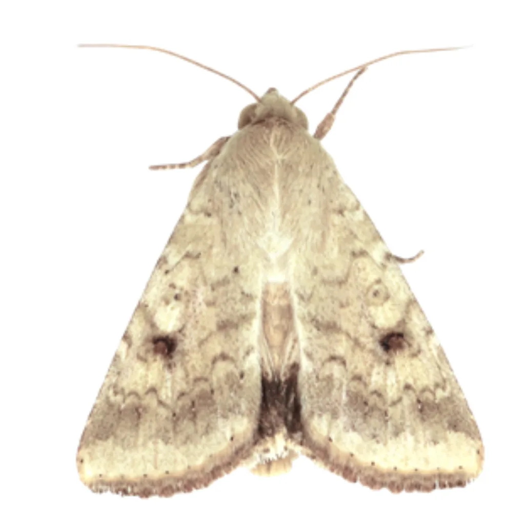 Skadeinsekter Avsnittsbilde Hanne av pestfagerfly Helicoverpa armigera (Foto: NTNU)