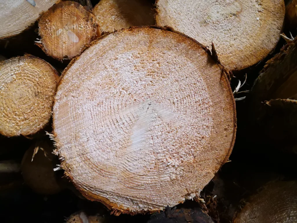 Plantebaserte midler mot parasitter avsnitt 2 Alternative midler til bruk mot parasitter: bark fra furu og gran kan være et effektivt middel mot parasitter hos husdyr (Foto: Berit Blomstrand)