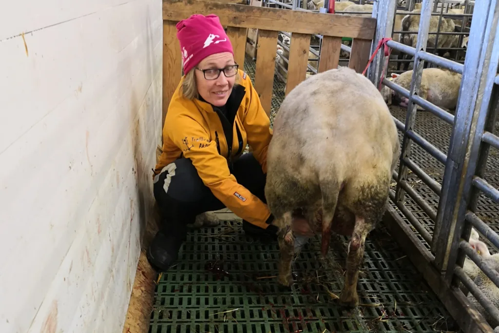 Melking Berit OS Råmelksprøven tas ut direkte etter lamming for å vurdere kvaliteten på råmelka. (Foto: Berit Blomstrand)