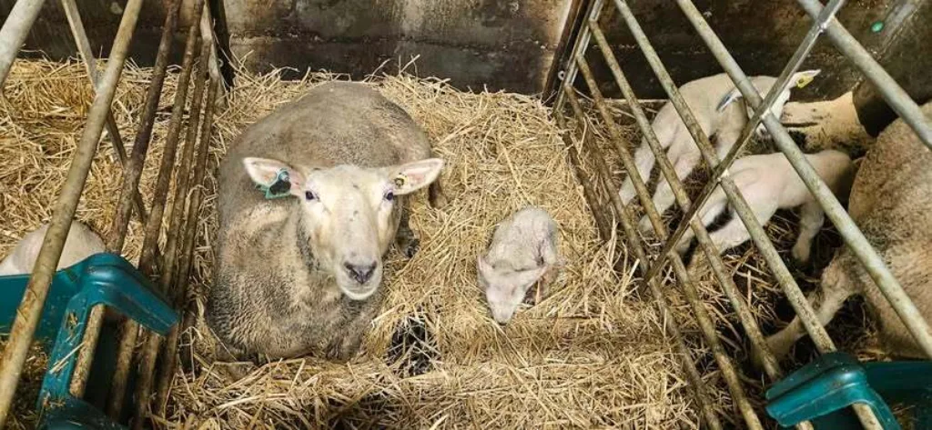Sau med lam Råmelk er den viktigste beskyttelsen mot sykdom for nyfødte lam. (Foto: Berit Blomstrand)