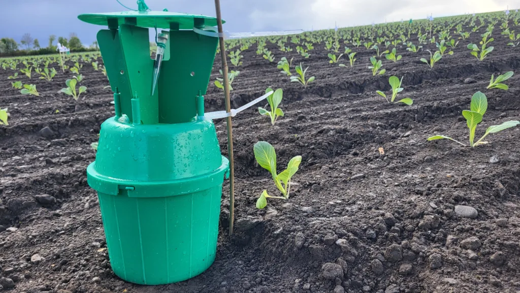 Duft håret engtege Beholdere fanger skadeinsekter som de lokker til seg med seksualferomoner (Foto: ATLE WIBE)