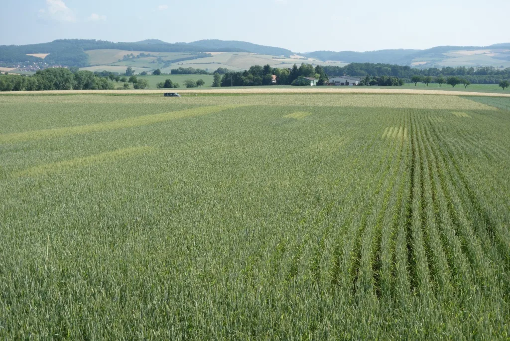 Vinterhvete Foto Odette Weedon Odette Weedon (Foto: Vinterhvete)