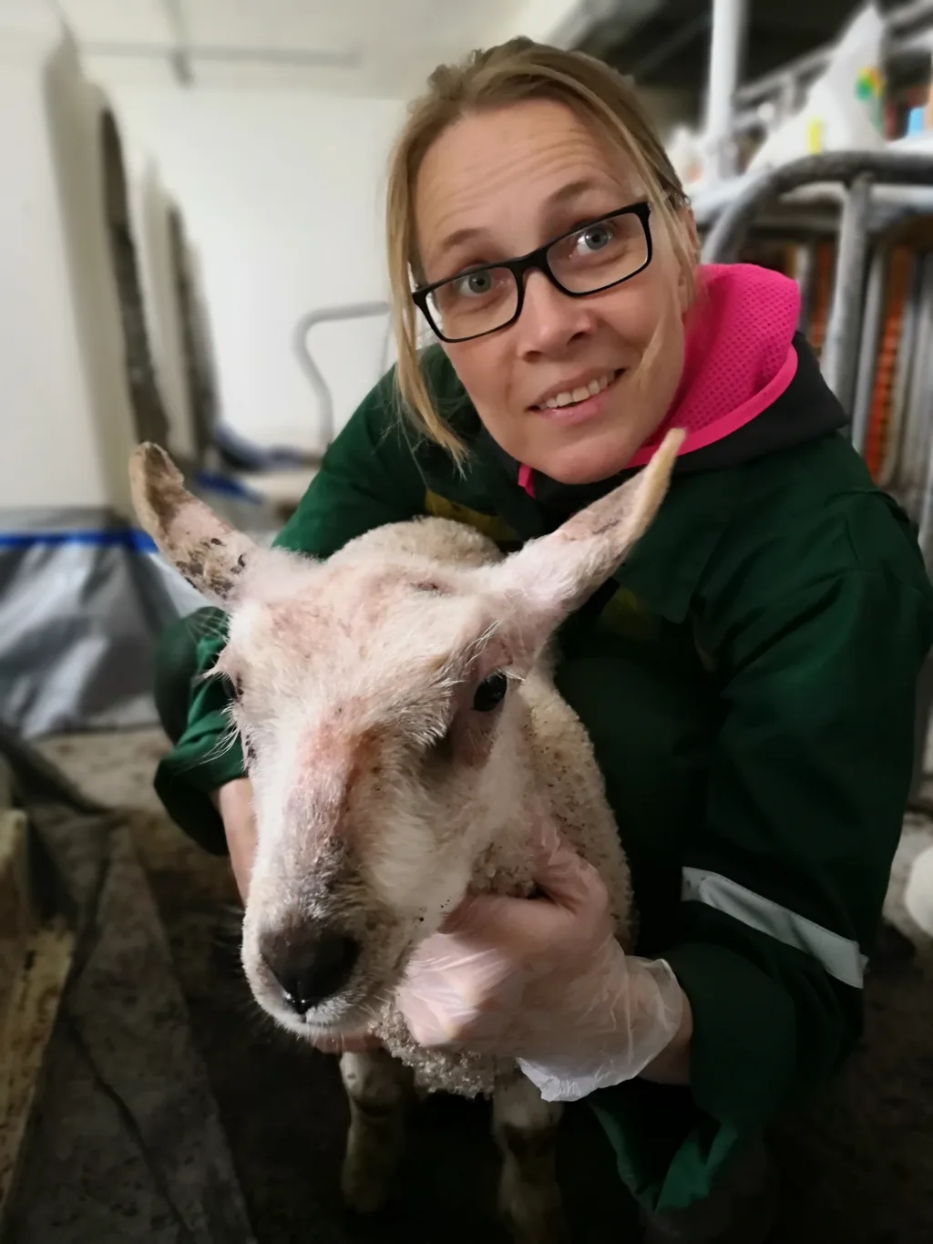 IMG 20190531 142426 Prosjektet vil videreutvikle bark som et middel mot koksidiose hos lam. (Foto: NORSØK)