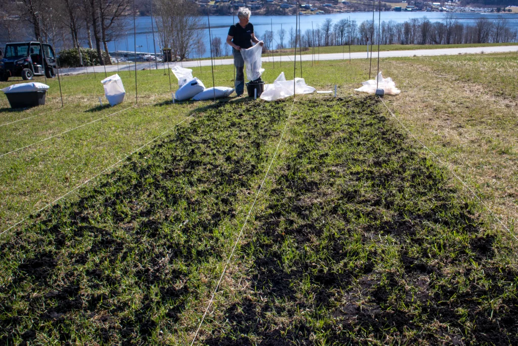 Algefiber sagmyra Et forsøksfelt der algefiber ble testet. Dette er restråstoff som er til overs etter at man har laget flytende organisk gjødsel av tang. (Foto: Vegard Botterli)