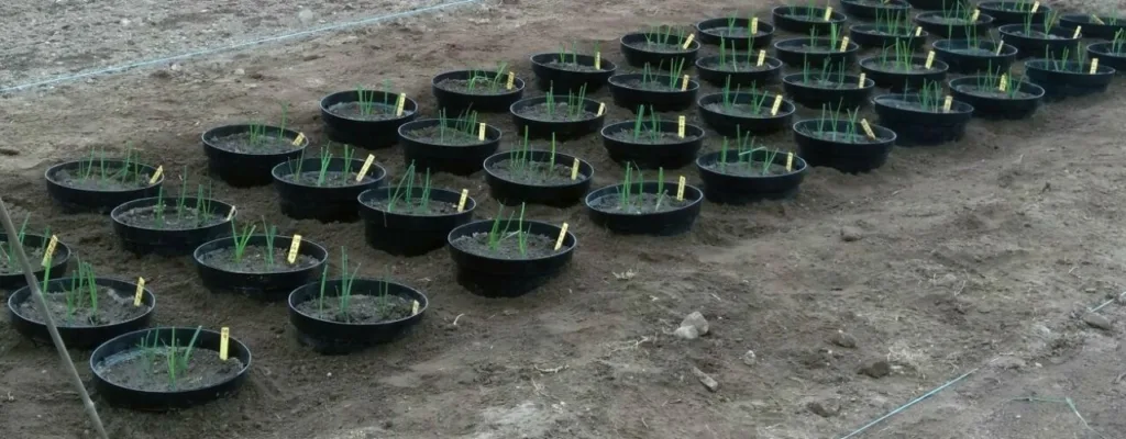 Restor potteforsøk restar Forsøkene med marine gjødselstoffer startet i potter på Tingvoll. Her er det næringskrevende purreplanter som vokser på en miks av algefiber og fiskebein. (Foto: NORSØK)