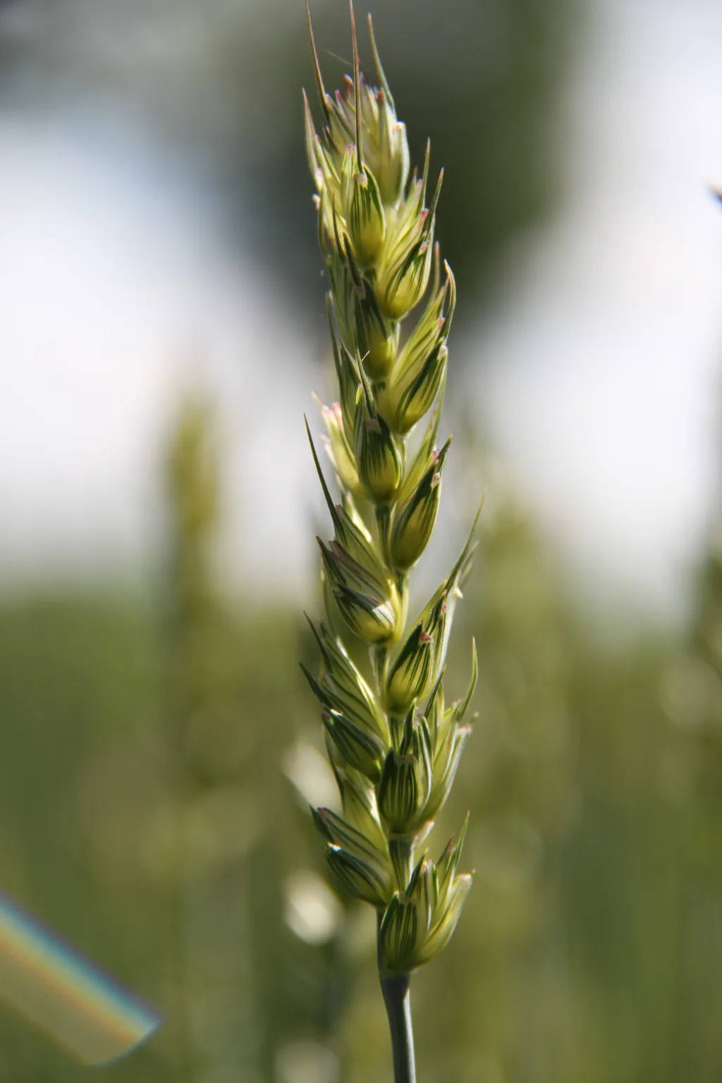 Img 8330 Hveteaks (Foto: Eva Pauline Hedgart)