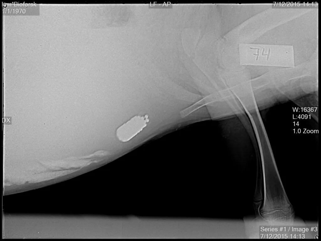 1 Ee50003 Original Kapselen i sauemagen.