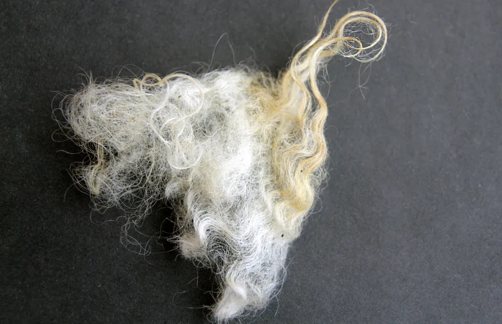 Img 0681 Ull Kan kortison i ulla si noe om stressnivået til sauen. (Foto: Anita Land)