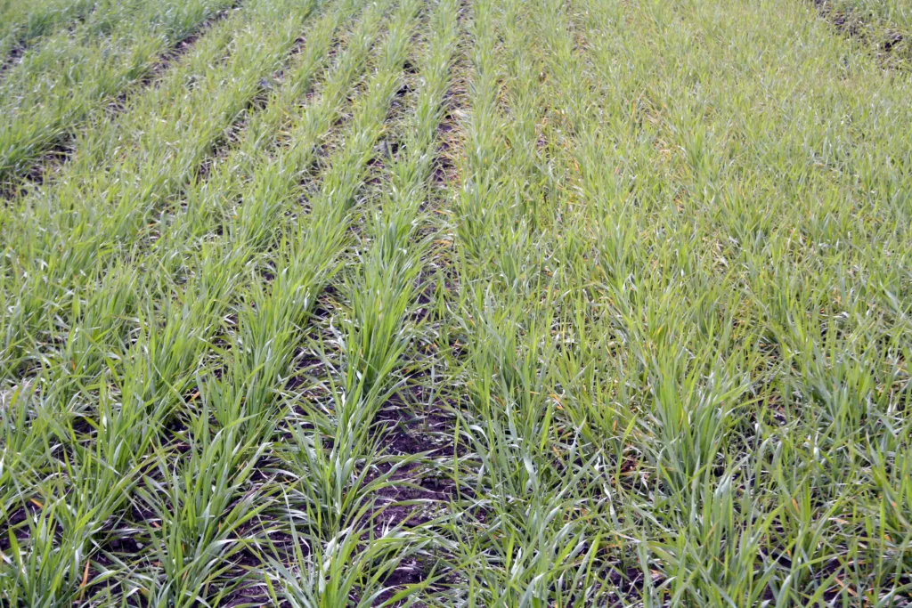 Row Distance Sn 17Cm Versus Dx 5Cm 003 En nyutviklet såmaskin plasserer såfrøet med 5 cm radavstand i stedet for 12-15. Dette gir tettere og jevnere plantebestand. Plantene konkurrerer bedre mot ugras når de står tettere.