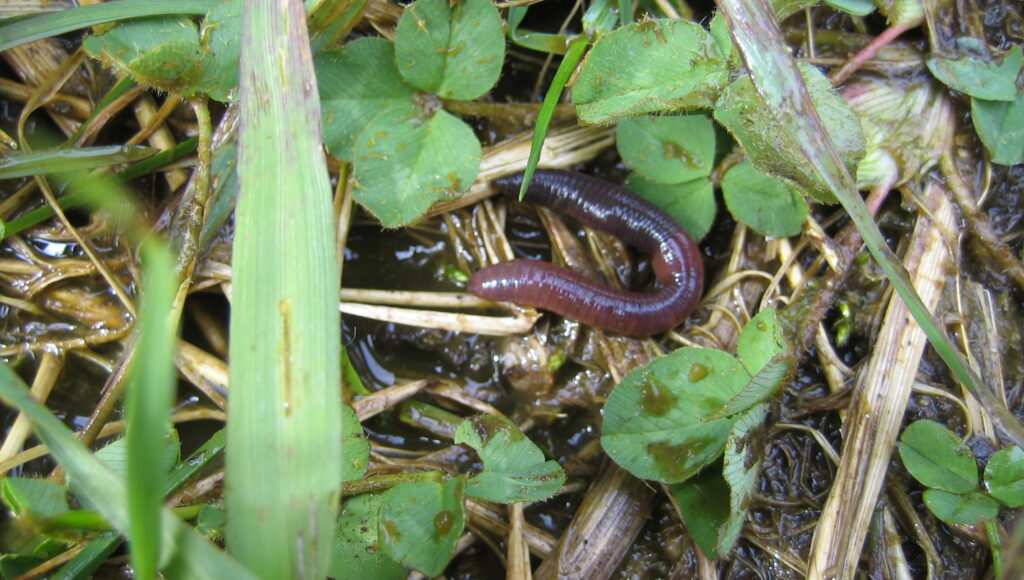 Img 5782 Soileffects Img 5782 Soileffects (Foto: Reidun Pommereche)