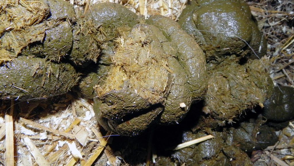 Hestegjodsel Foto Kirsty Mc Kinnon Hestegjødsel er en verdifull ressurs for landbruket (Foto: Kirsty McKinnon)