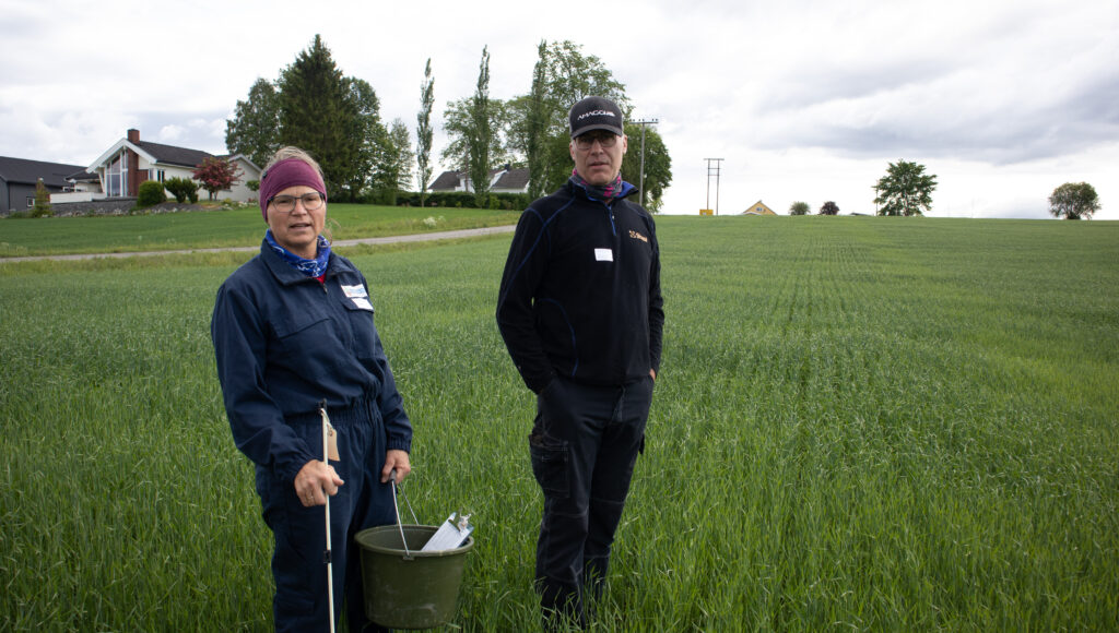 IMG 2337 Reidun Pommeresche (NORSØK) sammen med gårdbrukeren i hans økologiske byggåker som etterfulgte løk i vekstskiftet. (Foto: Tatiana Rittl)