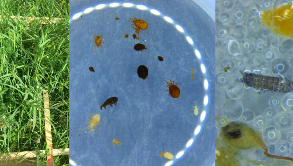 Msc Jordliv heading Jordlivet på Tingvoll gard fra et feltforsøk med biorest- i enga og under lupen. (Foto: Reidun Pommersche)