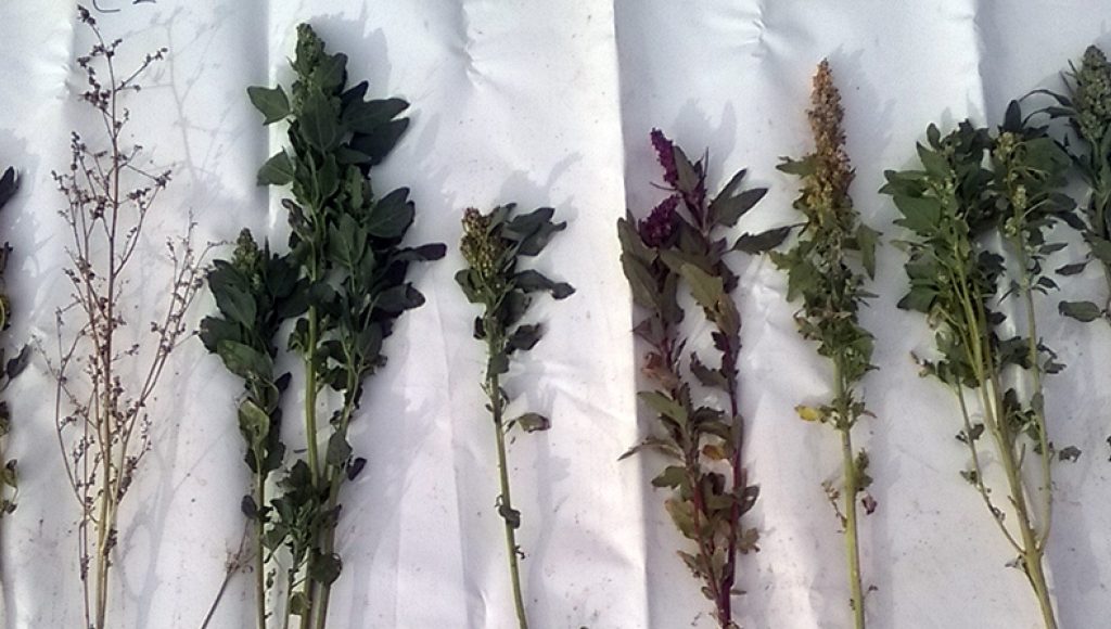 Quinoa Wp 20151008 002 Quinoa Wp 20151008 002