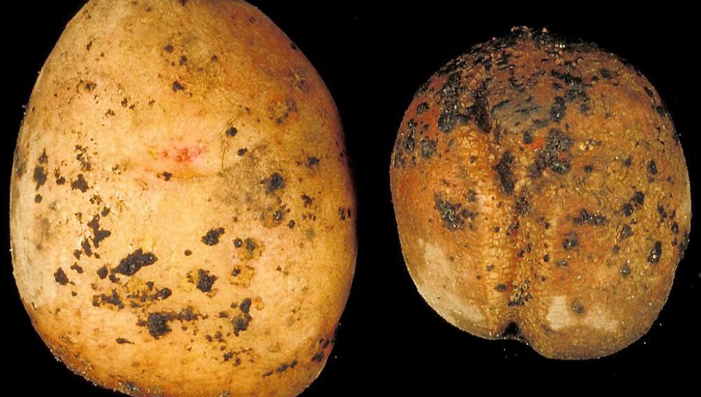 Pfp 2005 0149 L Når potet angripes av svartskurv dekkes den av svarte flekker slik at den ikke egner seg som menneskemat. Foto: Rolf Langnes