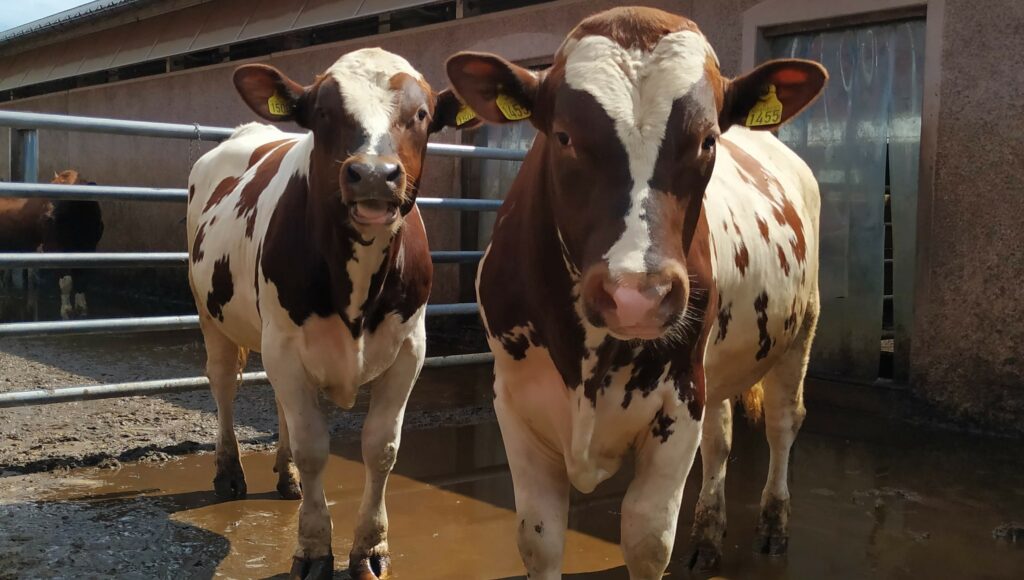 Økologiske Okser Ute I Luftegården Sin Økologiske okser ute i luftegården (Foto: Juni Rosann E. Johanssen)