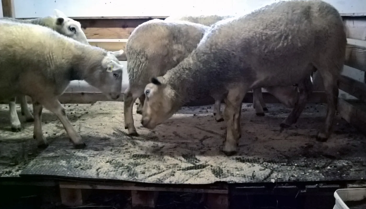 Sau Fast Dekke Sau Fast Dekke