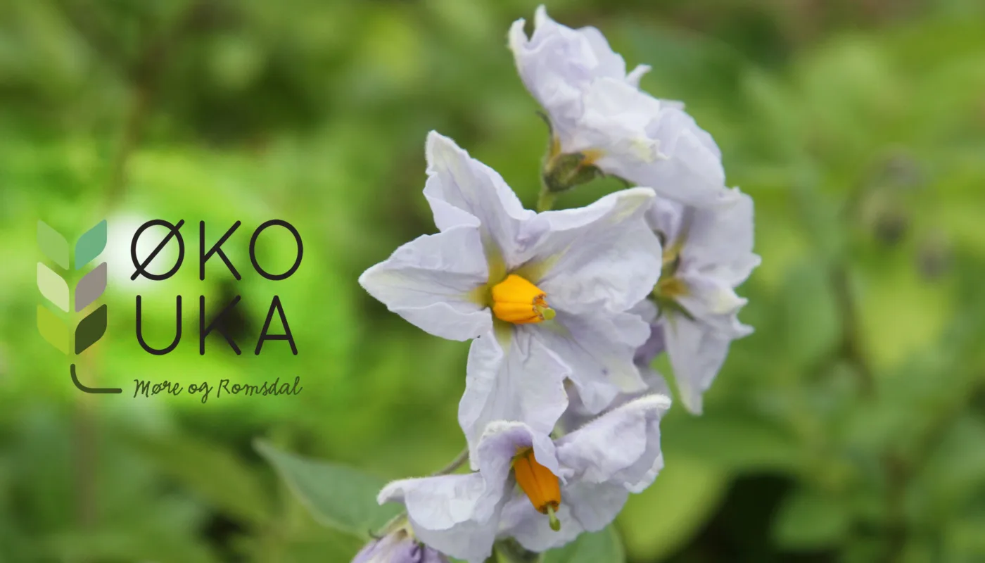 Økouka I Møre Og Romsdal Økouka I Møre Og Romsdal