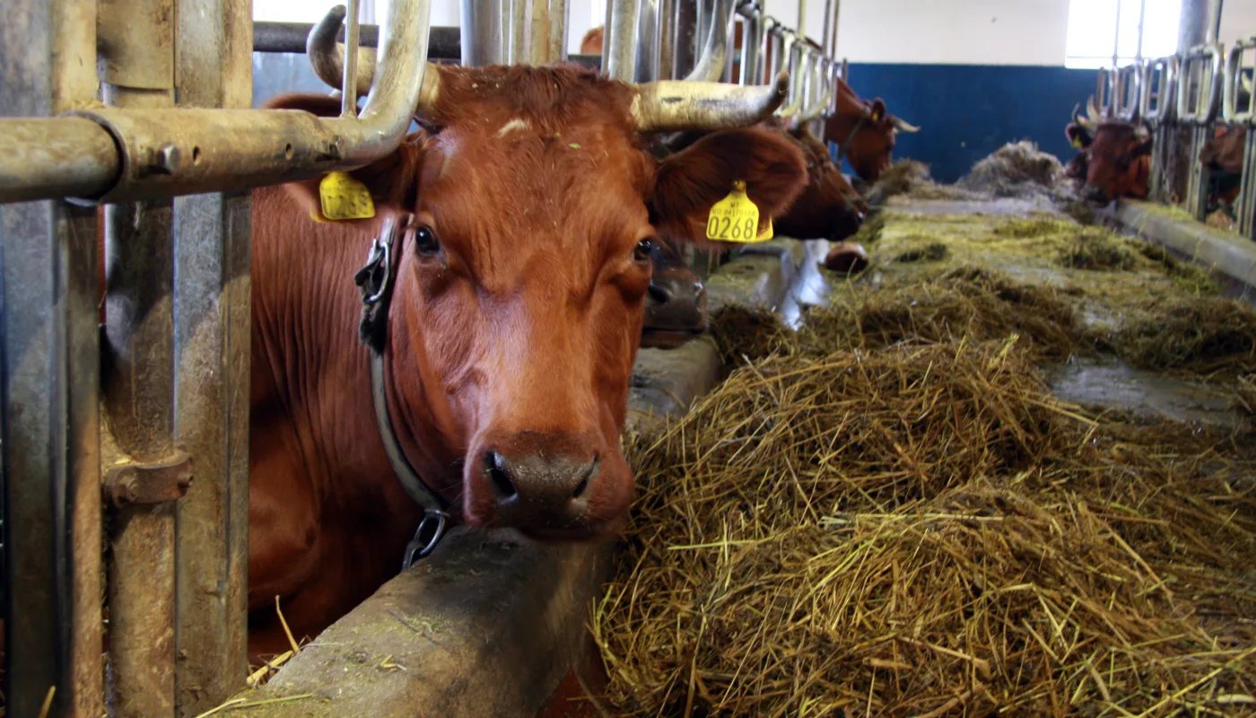 Anita Land 1362 Ku Fokhol Anita Land 1362 Ku Fokhol (Foto: Anita Land)