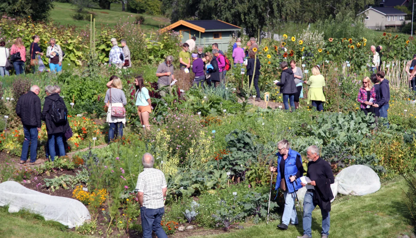 Kjøkkenhagedagen 2019 Tingvoll Økopark, NORSØK inviterer til Kjøkkenhagedag på Tingvoll gard (Foto: Anita Land)